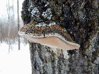 Phellinus tremulae image