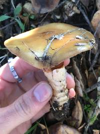 Cortinarius trivialis image