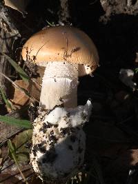 Amanita velosa image