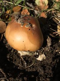 Amanita velosa image