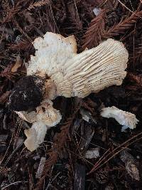 Leucopaxillus gentianeus image