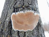 Phellinus tremulae image