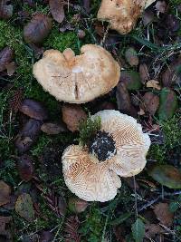 Lactarius alnicola image