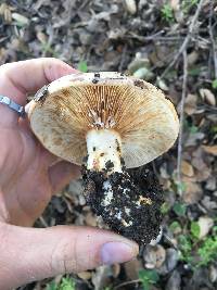 Lactarius argillaceifolius image