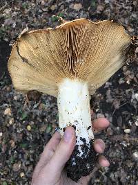 Lactarius argillaceifolius image