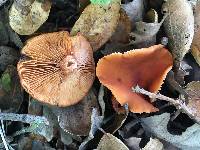 Lactarius rubidus image