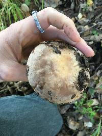 Lactarius argillaceifolius var. megacarpus image