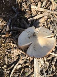 Volvariella gloiocephala image