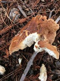 Leucopaxillus gentianeus image