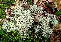 Cladonia furcata image