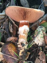 Cortinarius trivialis image