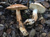 Tricholoma dryophilum image