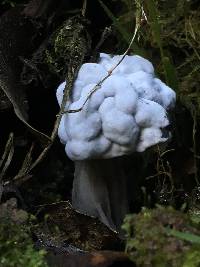 Hypomyces cervinigenus image