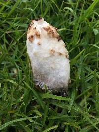 Coprinus comatus image