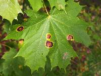 Rhytisma acerinum image