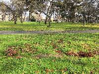 Armillaria mellea image