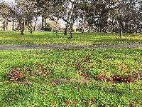 Armillaria mellea image