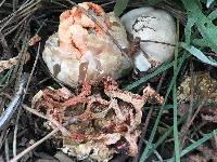 Clathrus ruber image