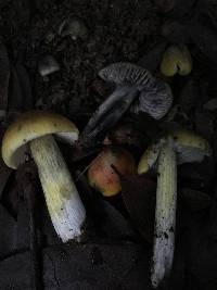 Hygrocybe singeri image