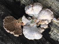 Schizophyllum commune image