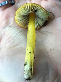 Hygrocybe singeri image