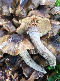 Armillaria mellea image