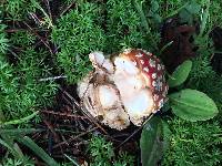 Amanita muscaria image