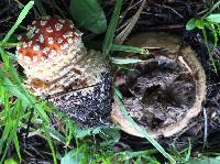 Amanita muscaria image