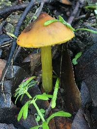 Hygrocybe singeri image