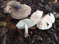 Pluteus primus image