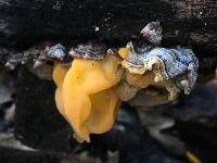 Tremella aurantia image