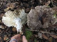 Tricholoma griseoviolaceum image