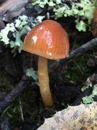 Hygrocybe psittacina var. psittacina image