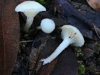 Hygrocybe russocoriacea image