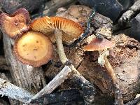 Conocybe rugosa image