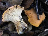 Cantharellus californicus image