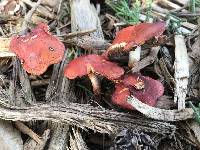 Leratiomyces ceres image