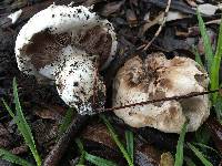 Agaricus bernardii image