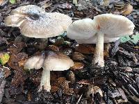 Pluteus primus image