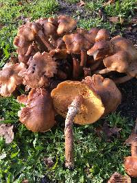 Armillaria mellea image