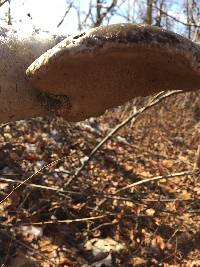 Piptoporus betulinus image