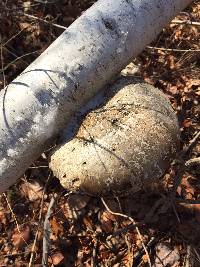 Fomitopsis betulina image