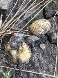 Lycoperdon molle image