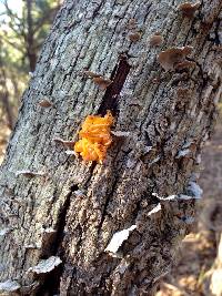 Tremella aurantia image