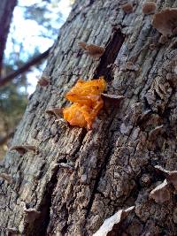 Tremella aurantia image