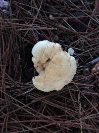 Leucopaxillus albissimus image