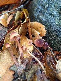 Mycena californiensis image