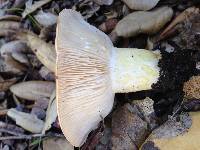 Lactarius alnicola image