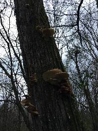 Pleurotus ostreatus image