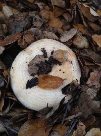 Lactarius alnicola image